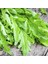 Sunagri Roka Tohumu 10 gr - Aromalı Koyu Yeşil Yapraklı Taze Tüketim Için Ideal 3