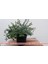 Menashop Mini Garden Tools Set Aqumarine Lime 2