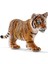 Wild Life Yavru Kaplan 1