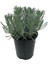 Lavanta Çiçeği Fidanı Saksılı 10–20 cm 2