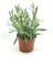Lavanta Çiçeği Fidanı Saksılı 10–20 cm 3