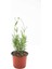 Lavanta Çiçeği Fidanı Saksılı 10–20 cm 4