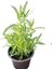 Lavanta Çiçeği Fidanı Saksılı 10–20 cm 5