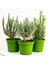 Kekik Nane Itır Fidanı 3 Lü Set 10-20 cm Aromatik Bitki Seti 1