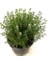 Kekik Nane Itır Fidanı 3 Lü Set 10-20 cm Aromatik Bitki Seti 2