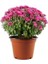 Karışık Renk Kasımpatı Çiçeği Fidanı 1 Adet 10-20 cm 3