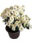 Beyaz Kasımpatı Fidanı Saksılı 10-20 cm 4