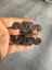 2 Adet Siyah Oksit Metal Kelebek Menteşe 70 mm x 55 mm Hobi, Mobilya, Kutu, Sandık, Kapak, Tavla Menteşesi 5