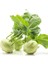Ata Tohum Geleneksel Yeşil Kohlrabi(Alabaş) Tohumu (20 Tohum) 1