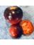 Pomme Dor De Saint Jean De Beaure Domates Tohumu(15 Tohum) 1