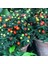 Saksılık Fat Tomato Pepper Tohumu (5 Tohum) 1