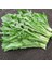 Italyan Mutfağına Özgü Geleneksel Catalogna Emerald Endive Tohumu (50 Tohum) 2