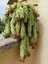 Eşek Kuyruğu Damkoruğu Sukulent / 5,5 cm Saksıda / Burro's Tail / Sedum Morganianum Succulent 1