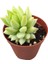 Eşek Kuyruğu Damkoruğu Sukulent / 5,5 cm Saksıda / Burro's Tail / Sedum Morganianum Succulent 2