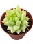 Eşek Kuyruğu Damkoruğu Sukulent / 5,5 cm Saksıda / Burro's Tail / Sedum Morganianum Succulent 3