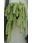 Eşek Kuyruğu Damkoruğu Sukulent / 5,5 cm Saksıda / Burro's Tail / Sedum Morganianum Succulent 4