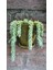 Eşek Kuyruğu Damkoruğu Sukulent / 5,5 cm Saksıda / Burro's Tail / Sedum Morganianum Succulent 5