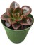 Pekmez Eçeverya Sukulent - 5,5 cm Saksıda - Echeveria Melaco Succulent 3