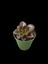 Pekmez Eçeverya Sukulent - 5,5 cm Saksıda - Echeveria Melaco Succulent 4