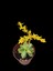 Sedum Palmeri Succulent - 5,5 cm Saksıda - Avuç İçi Palmer Damkoruğu Sukulent 2