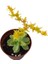 Sedum Palmeri Succulent - 5,5 cm Saksıda - Avuç İçi Palmer Damkoruğu Sukulent 3