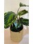 Calathea Medallion-Dua Çiçeği Salon-Ofis İç Mekan Bitkileri 1