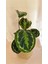 Calathea Medallion-Dua Çiçeği Salon-Ofis İç Mekan Bitkileri 2
