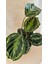 Calathea Medallion-Dua Çiçeği Salon-Ofis İç Mekan Bitkileri 3