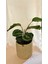 Calathea Medallion-Dua Çiçeği Salon-Ofis İç Mekan Bitkileri 4