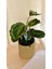 Calathea Medallion-Dua Çiçeği Salon-Ofis İç Mekan Bitkileri 5