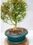 Bonsai Buxus 7 Yaşında 5