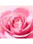 Very Rose Tazeleyici Tonik Losyon 200 ml 3