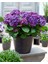 Ortanca – Hydrangea Macrophylla 20-40cm -Mor 1