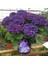 Ortanca – Hydrangea Macrophylla 20-40cm -Mor 2