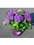 Ortanca – Hydrangea Macrophylla 20-40cm -Mor 3