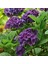 Ortanca – Hydrangea Macrophylla 20-40cm -Mor 4