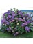 Ortanca – Hydrangea Macrophylla 20-40cm -Mor 5
