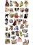 Komik Kedi, Kediler, Funny Sticker, Çıkartma, Ajanda, Günlük, Planlayıcı, Bullet Journal , Scrapbook 1