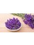 Saksılı Tıbbi Lavanta Lavandula Angustifolia Sevtopolis 2'li 1