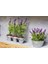 Saksılı Tıbbi Lavanta Lavandula Angustifolia Sevtopolis 2'li 3