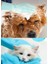 1 Çift Kedi Köpek Yıkama Fırçası Pet Banyo Silikon Bulaşık Yıkama Eldiveni Isıya Dayanıklı Fırça 3