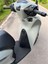 Honda Sh 125 Paspas ( Ithal Malzeme ) 1