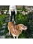 Üç Renkli Tasarım Köpek Eller Serbest Hands Free Koşu Ve Yürüyüş Gezdirme Tasması 4