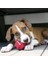Stuff A Ball Çok Amaçlı Kauçuk Köpek Oyuncağı Small 3