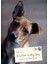 Letter To My Dog / Personal Notes From Humans To Their Pups - Robin Layton 1