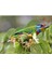 Kuş Porselen Vazo Megalaima Nuchalis Black-Browed Barbet Capitonidae Sanat Elegans Porselen 1 Adet 4