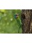 Kuş Porselen Vazo Megalaima Nuchalis Black-Browed Barbet Capitonidae Sanat Elegans Porselen 1 Adet 5