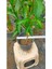 Melisa Çiçeği Parfüm Çiçeği Fidanı 10-20 cm 4