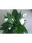 Spathıphyllum Barış(Yelken Çiçeği) Çiçeği Tohumu(10 Tohum) 5
