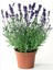 Kokulu Aromatik Bahar Bitkisi Lavanta Çiçeği Fidanı 10-20 cm 2